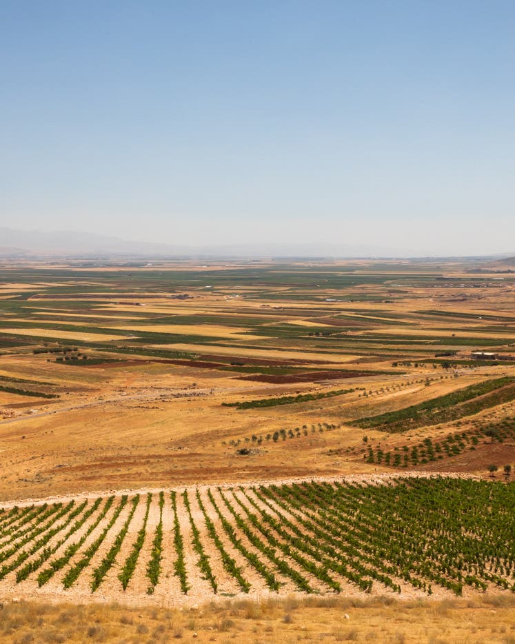 In Lebanon, Winemaking Persists Through Conflict—as It Has for Generations Sun-soaked vineyards and farmland in Lebanon