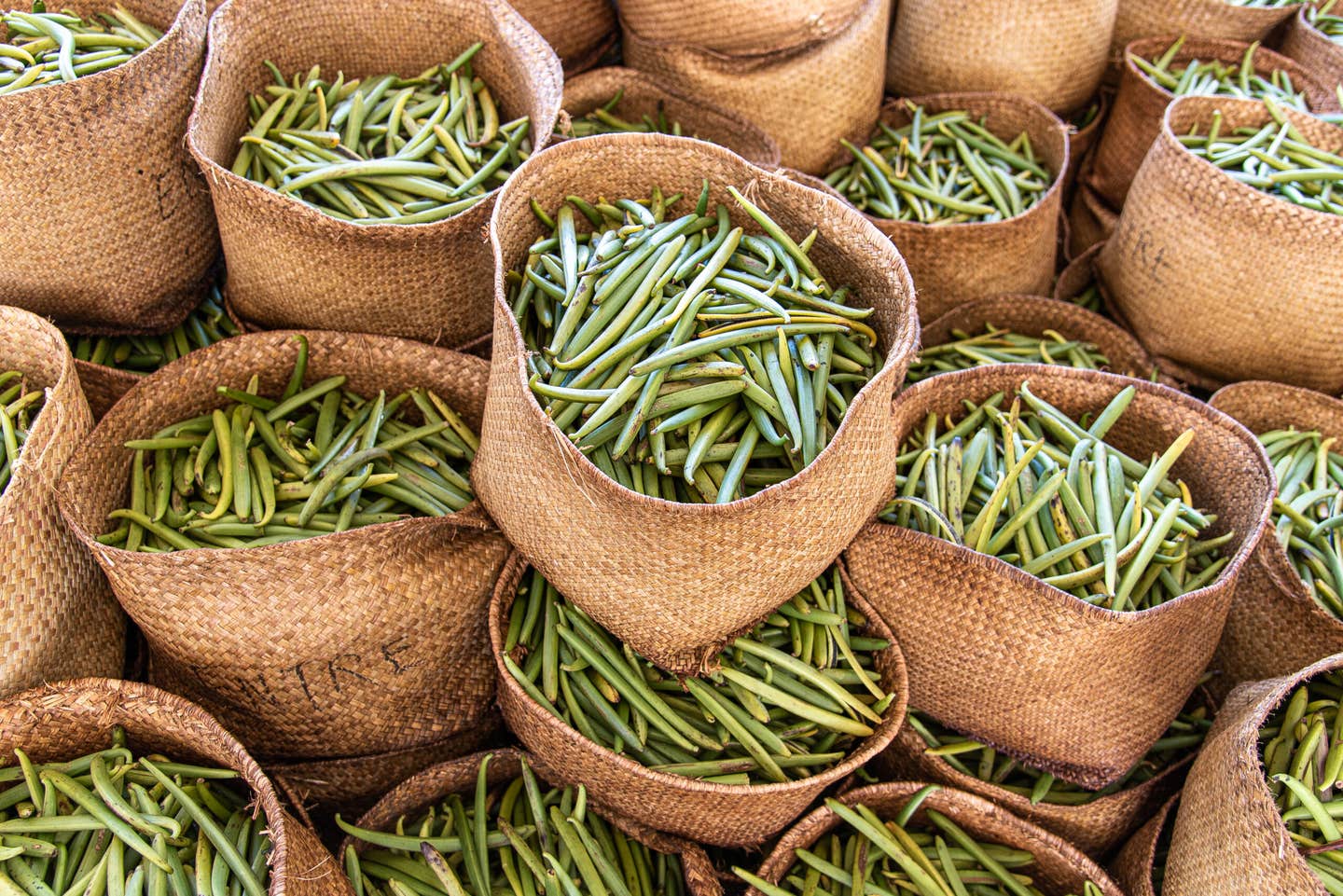 Green vanilla bean pods fresh after harvesting (Photo: Courtesy Nielsen-Massey Vanillas)
