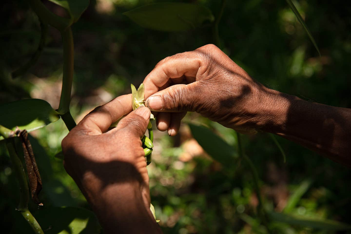 Vanilla orchid flowers are meticulously pollinated by hand (Photo: Courtesy Nielsen-Massey Vanillas).
