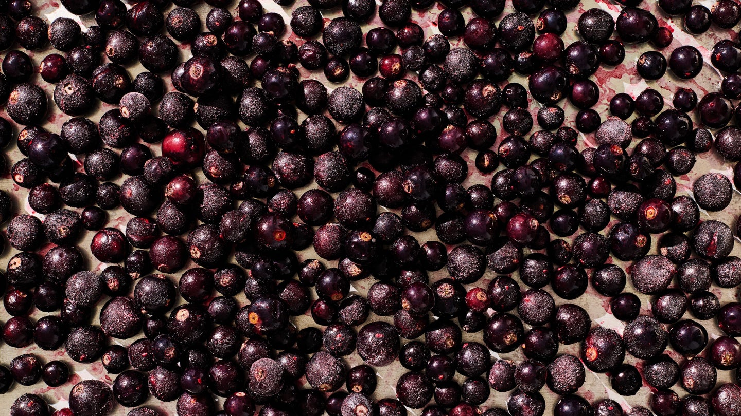 Black Currants