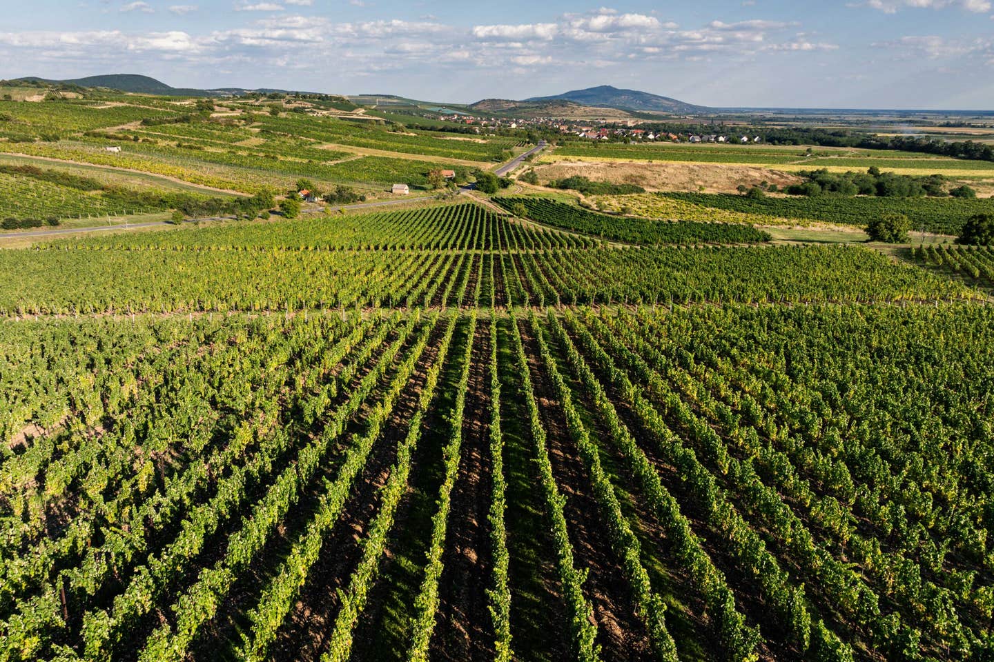 Grape fields