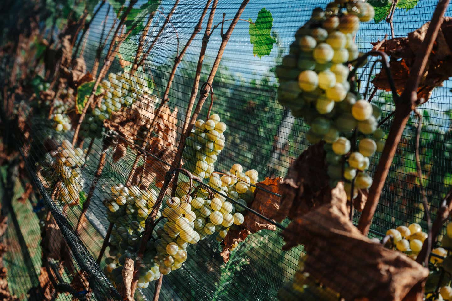 Grapes ready for harvesting Grapes ready for harvesting