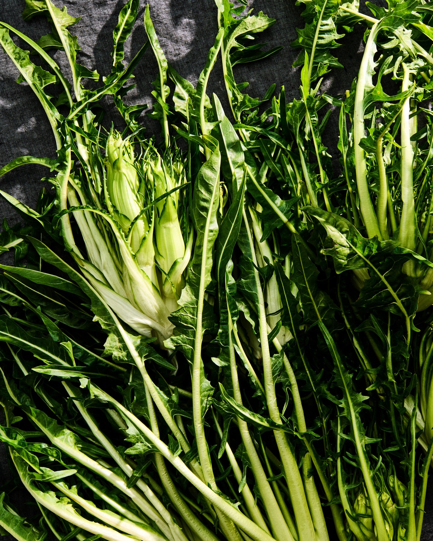 Puntarelle