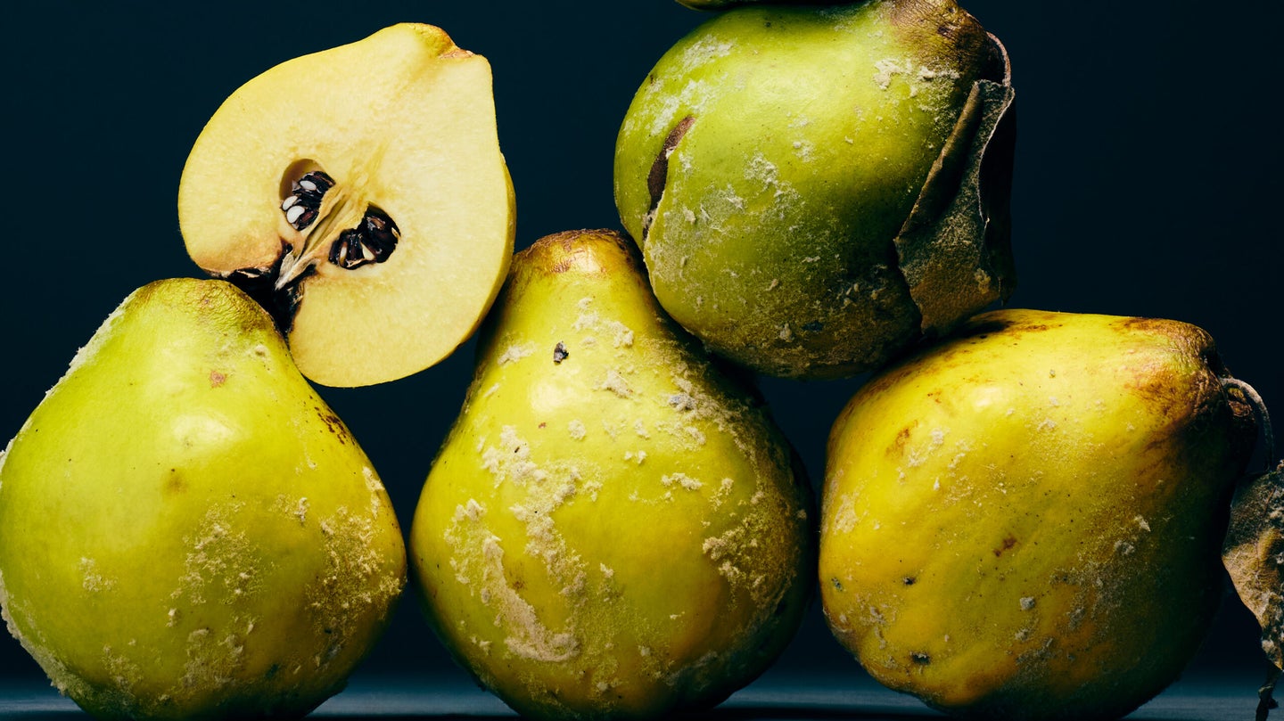 The World’s Most Stubborn Fruit