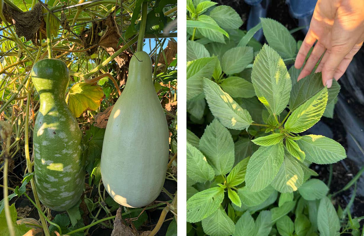 Yakteen and mulukhiyah grown at Saboon Maazeh 