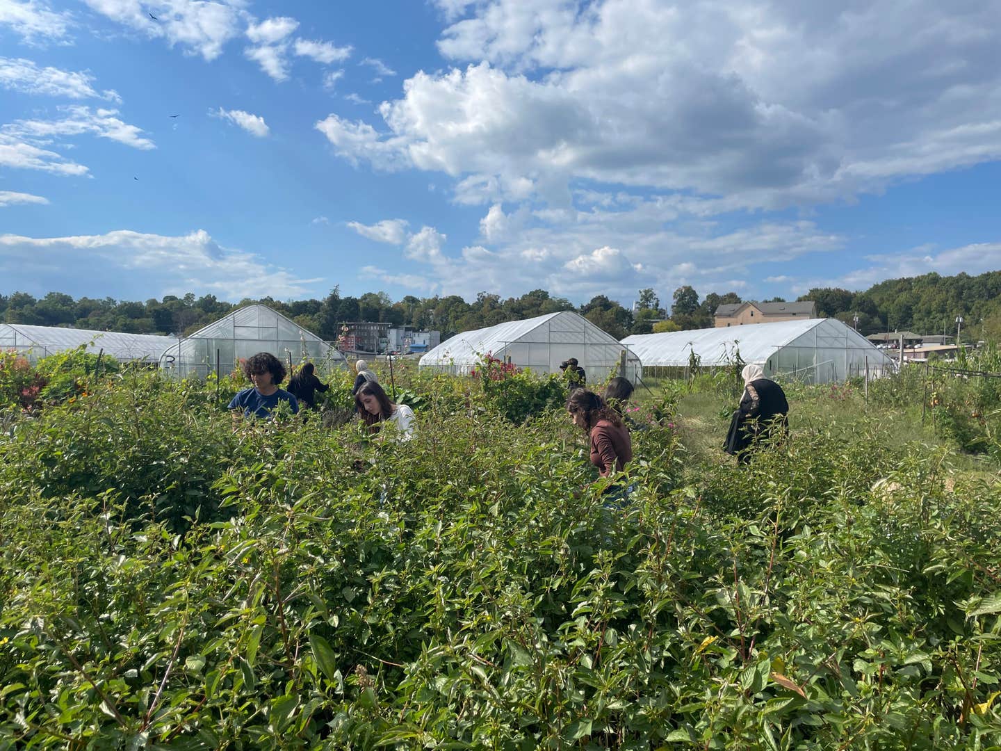 Youwakim and guests browsing rows of mulukhiyah at Saboon Maazeh 